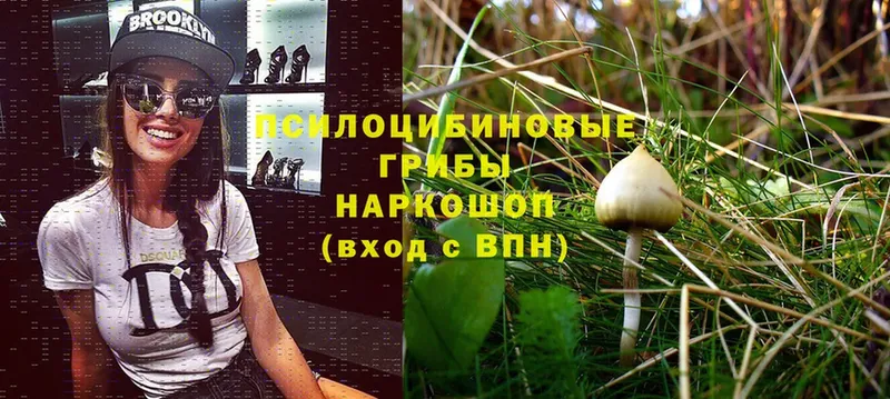 Псилоцибиновые грибы MAGIC MUSHROOMS  Новосибирск 